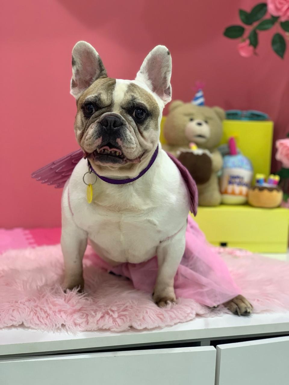 Lulu — the French Bulldog this project is dedicated to
